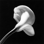 Fleur Calla Lily, 1984